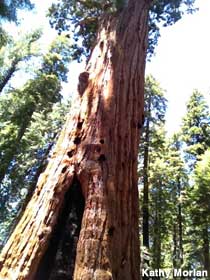 Sequoia redwood tree.