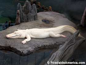 Albino Alligator.