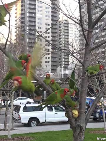 Parrots of Telegraph Hill.