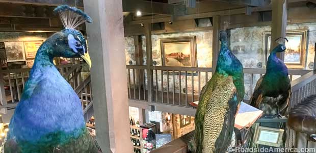 Stuffed peacocks named after wines.