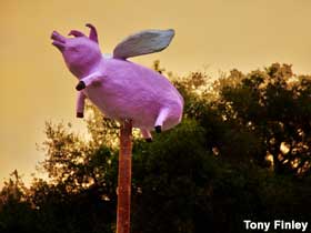 Flying pig on a pole.