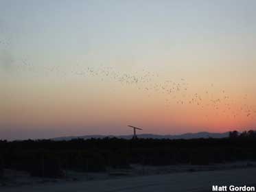 Bats at sunset.