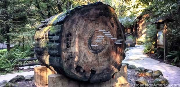 Redwood Log of History.