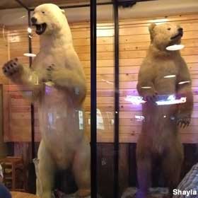 Bears behind glass.