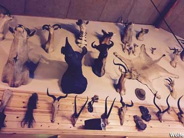 Wall of dead animals.