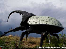 Hercules Beetle.