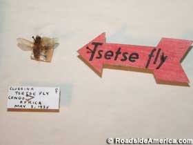Tsetse Fly.