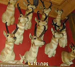 Wall of antelope heads.