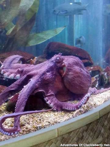Octopus.