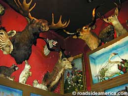Moose and game trophies.