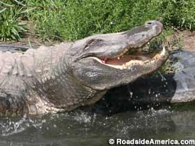 Alligator at Colorado Gators Reptile Park.