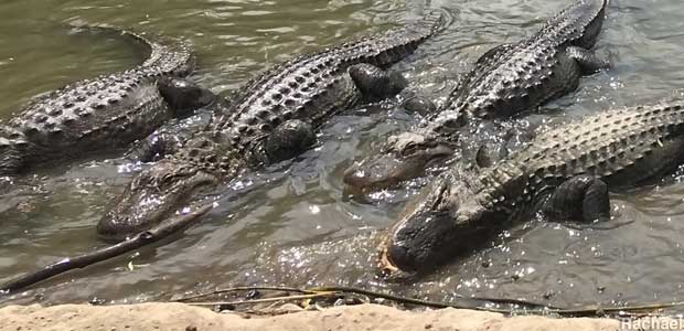 Alligators.