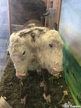 Two-headed calf.