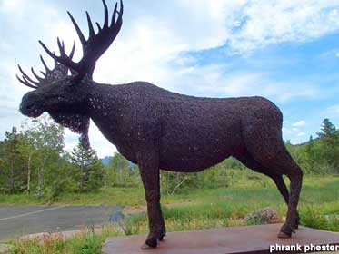 Barbed Wire Moose.