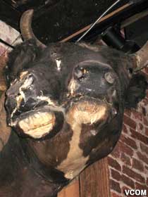 2-headed bull head.