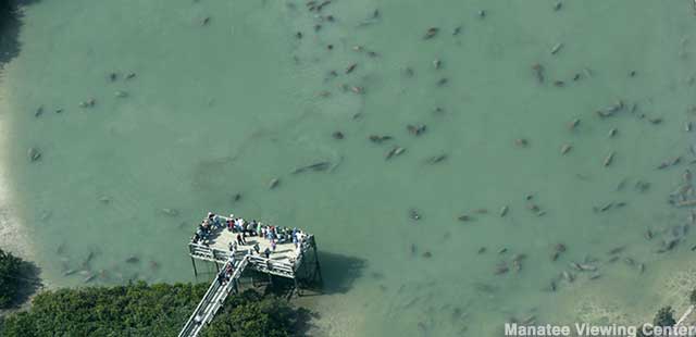 So many manatees. Viewing Center deck extends over the always-warm power station canal.