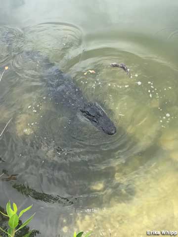 Gator spotted.