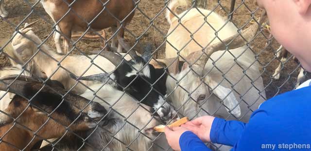 Feed the Street Goats.