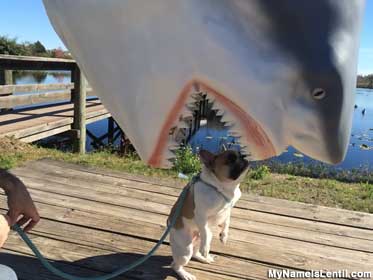 Shark photo op.