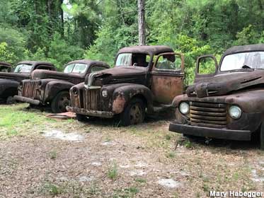 Rusted Ford trucks.