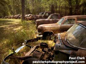 Ford trucks rusting in the woods.