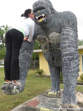 Kissing the gorilla.