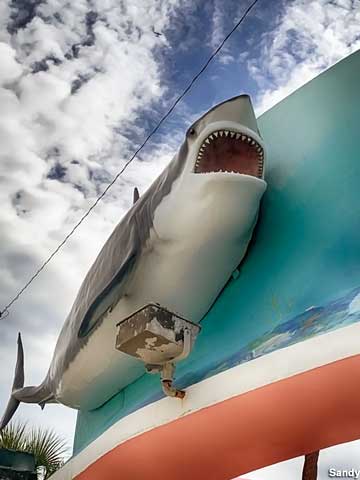 Big shark.