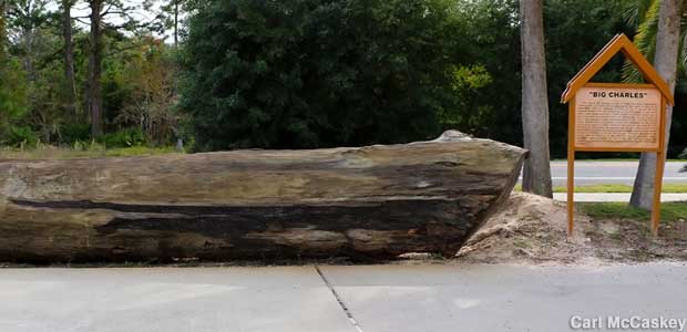 Big Charles the cypress log.
