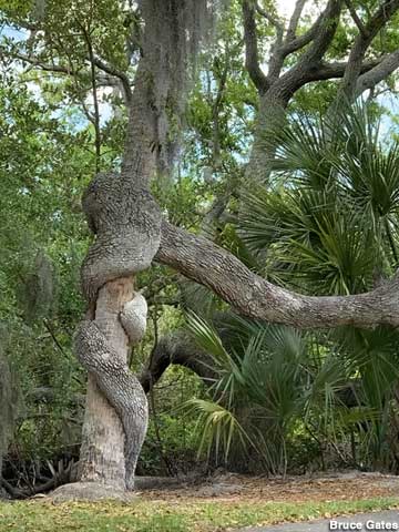Oak And Palm Tree Wrapped Together.