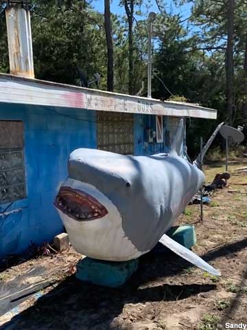 Shark statue.
