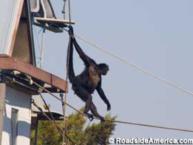Monkey tightrope.