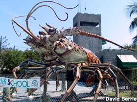Giant Lobster.