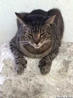 6-toed Hemingway cat.