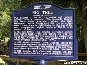 Big Tree historical marker.
