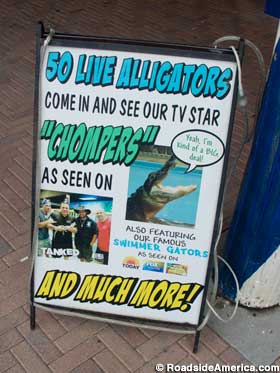 Alligator Attraction poster.