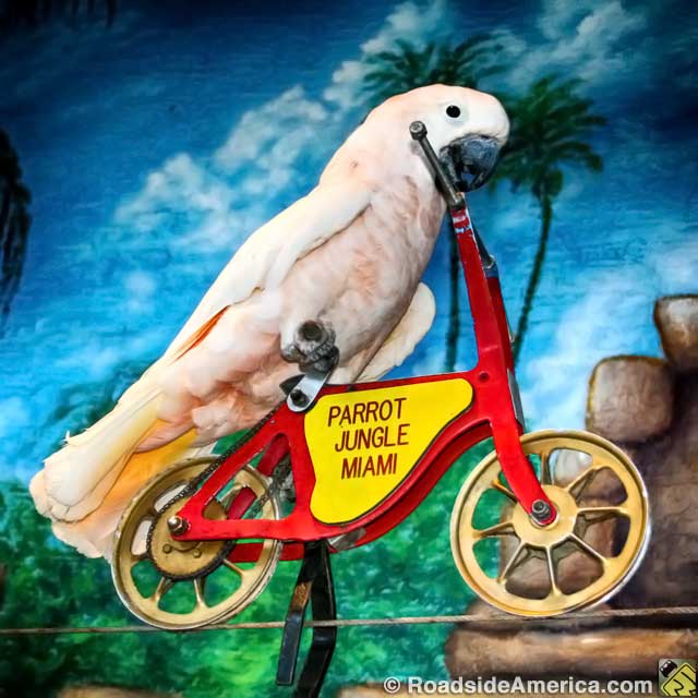 Bird On A Bicycle.