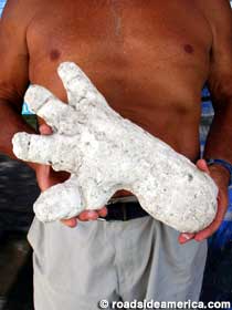 Plaster cast of a skunk ape footprint.
