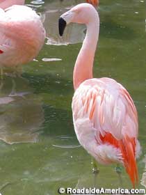 Pink flamingo.