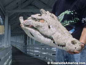 Gator skull at Gatorama
