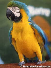 Sarasota Jungle Parrot Show.