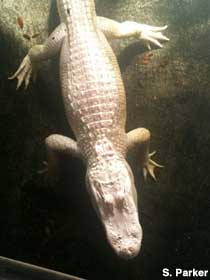 Albino alligator.