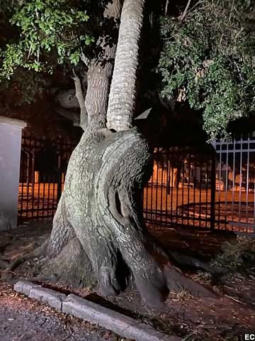 Love Tree at night.