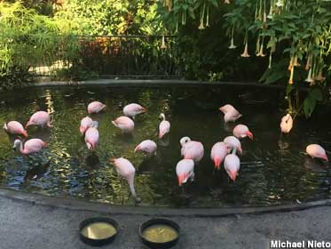 Sunken Gardens flamingos.