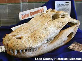 Gator skull.
