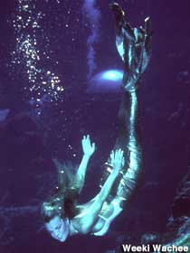 Week Wachee mermaid.