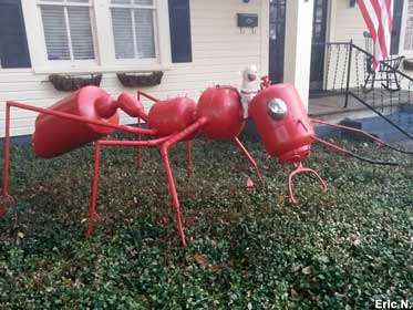 Fire ant.