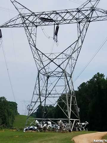 Cows arranged beneath electric power transmission tower.