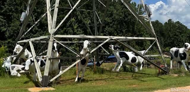 Electrocuted cows.