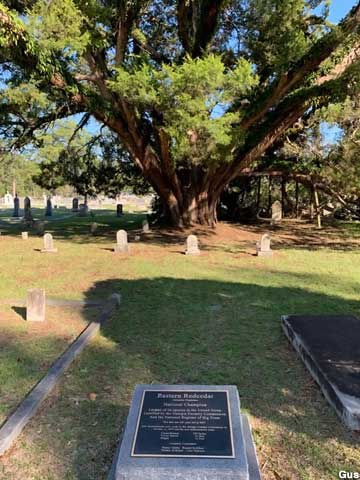 Largest Eastern Redcedar Tree.