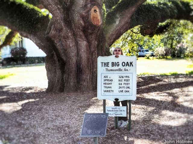 The Big Oak.
